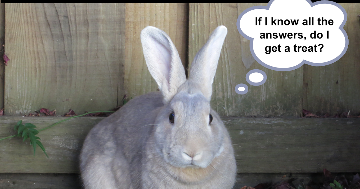 Cindy deRosier My Creative Life Rabbit Trivia (Bunny Week 2021, Day 4)