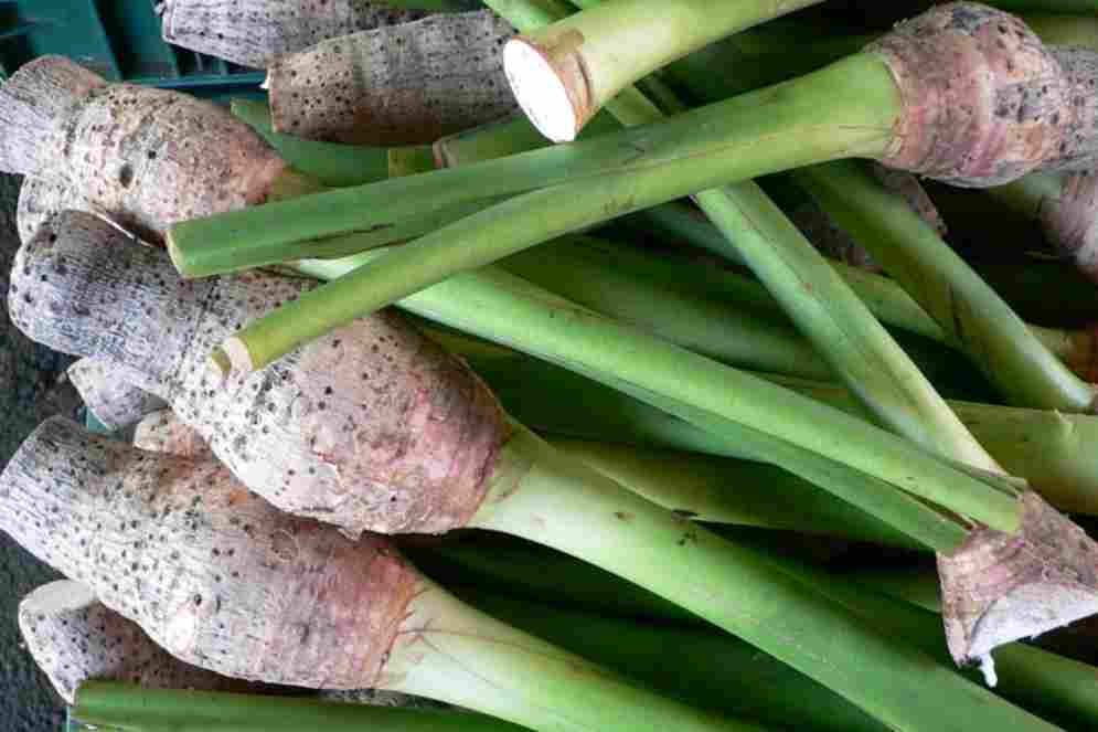 Makanan Penderita Diabetes Talas (1)