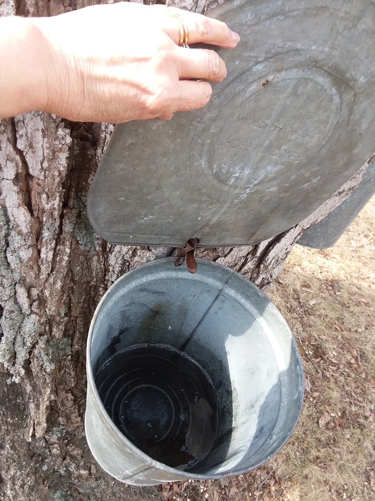 It’s Time for Maple Sugaring Bridges Inn