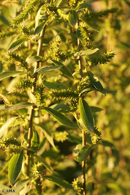 salcie plangatoare (salix babylonica)