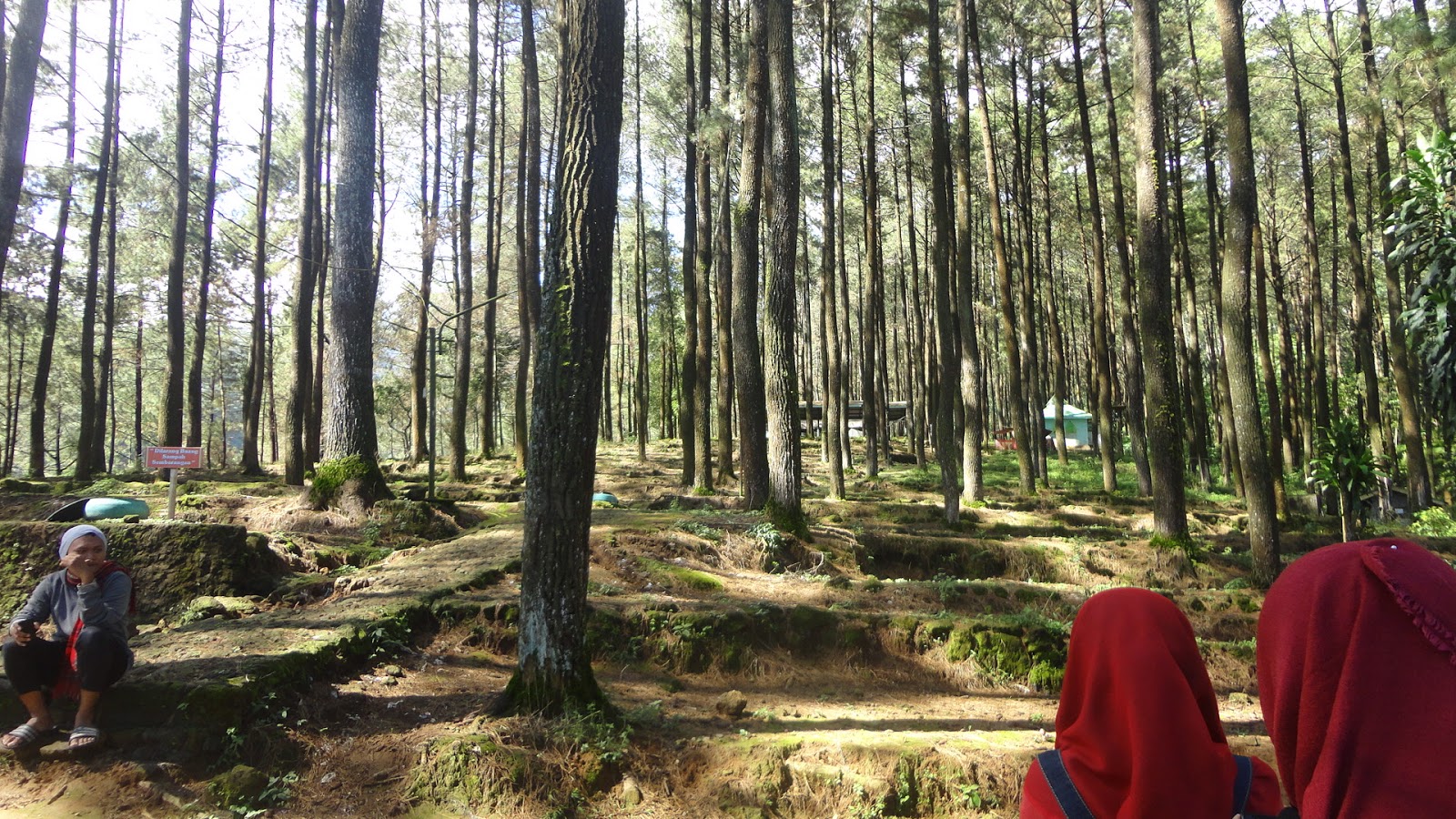 Masterpiece Wisata Alam Hutan Pinus Nglimut dan Pemandian