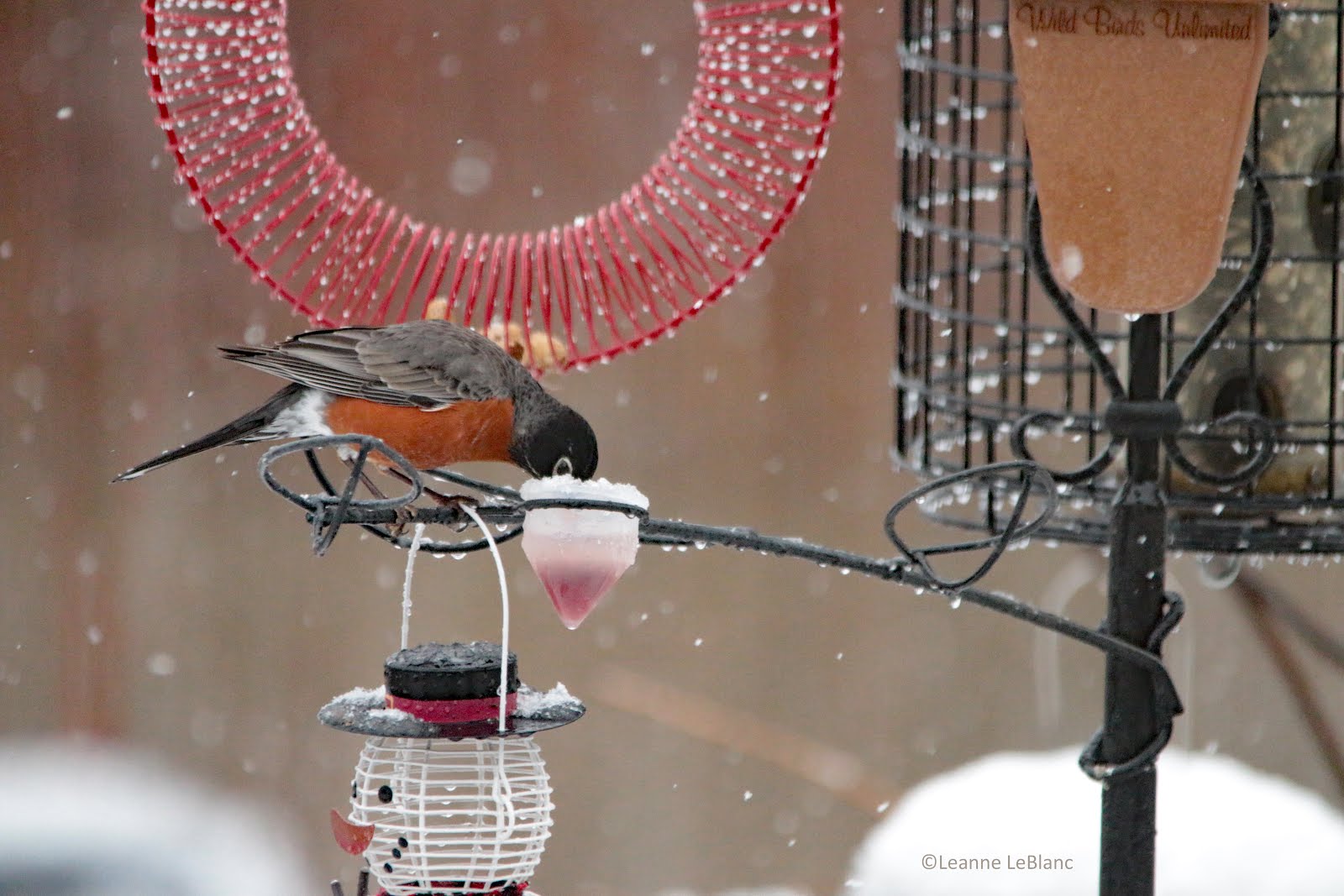 7 Top Reasons to Feed Your Birds BirdBerry Jelly Nature Notes Blog