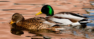  Mallard Ducks (Hen and Drake)