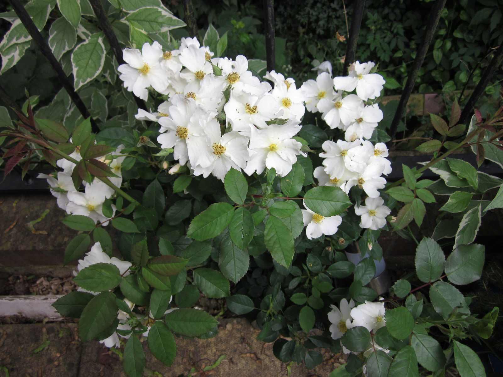 GBBD Rosa 'Kew Gardens'