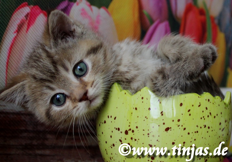 BKH Kitten tinjas Katzenzucht Baby Britisch Kurzhaar chocolate golden tabby