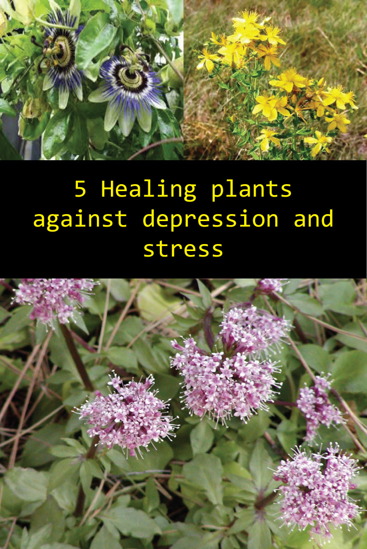 The philosopher 5 Healing plants against depression and stress