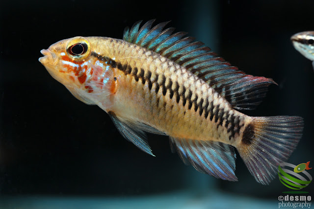 Apistogramma sp. rautenband