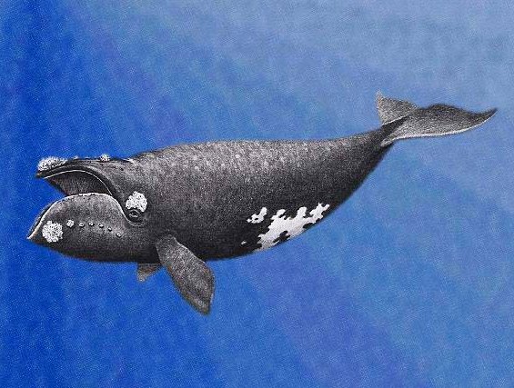 Kuzey Pasifik gerçek balinası