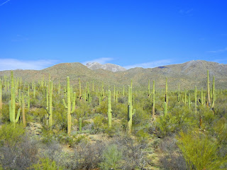 Saguaro forest!