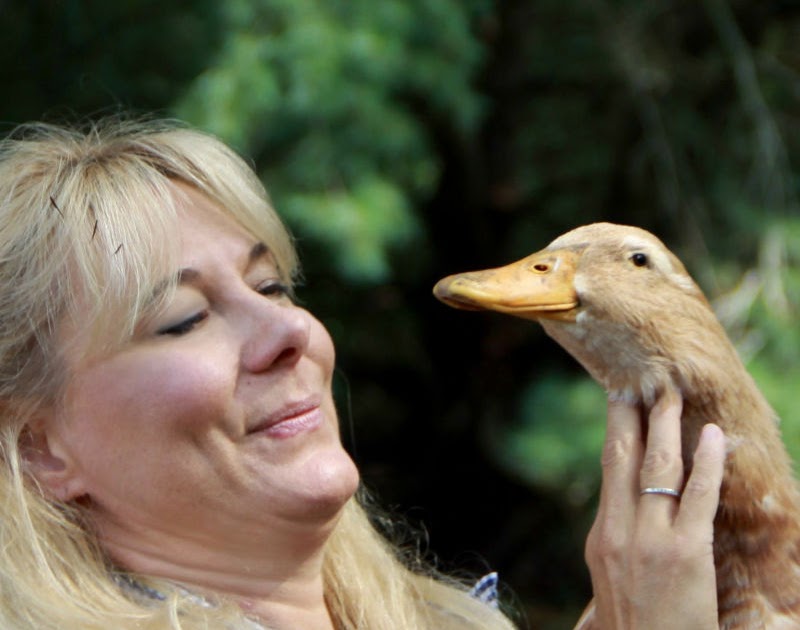 The History of The Saxony Duck Breed Fresh Eggs Daily®