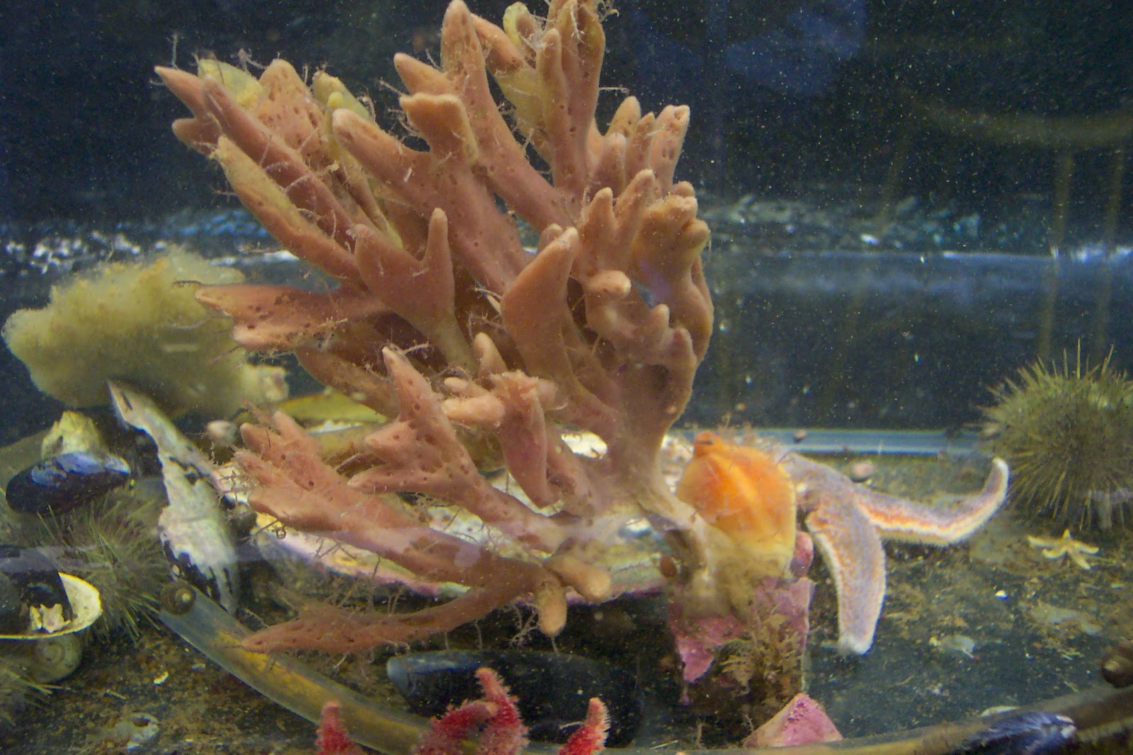 Huntsman Marine Science Centre Finger sponge