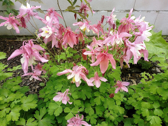 Aquilegia