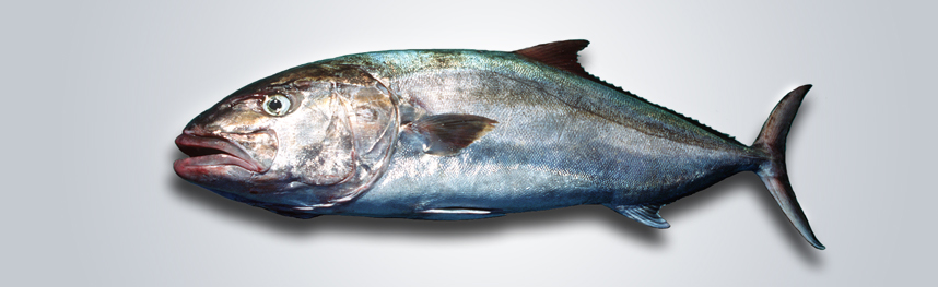 Nueva mirada al mar Seriola