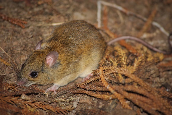 Biology and beyond ...: Let’s talk about rats … cute native Australian ...