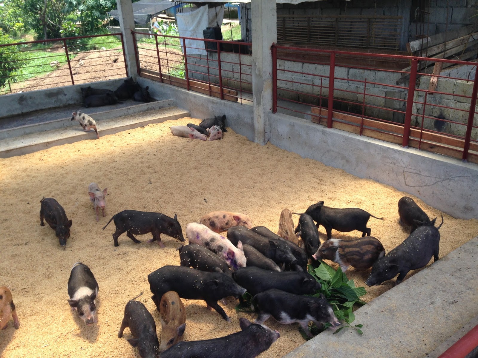 Philippine Native Pig Network UNDERSTANDING THE PHILIPPINE NATIVE PIG