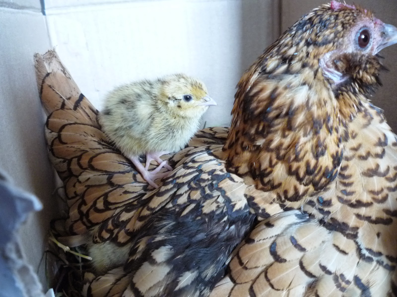 HATCHING & RAISING QUAIL The Holistic Hen How to raise quail