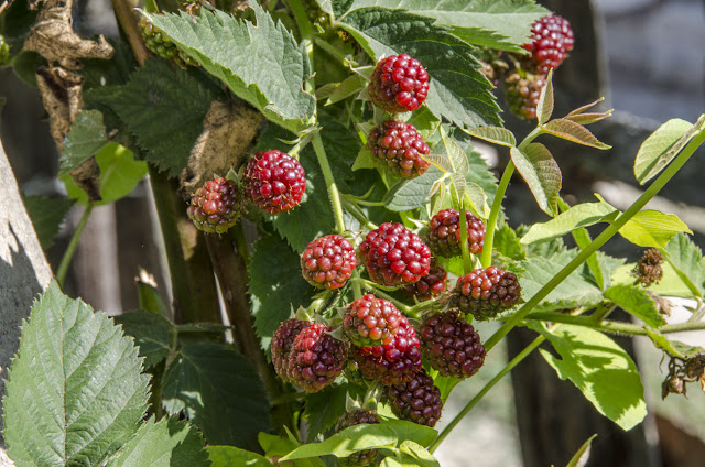 Blackberry Fruit Plant - Lat. RUBUS FRUTICOSUS