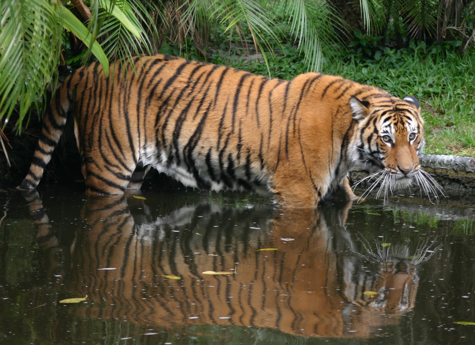Названия видов тигров. Малайский тигр (Panthera Tigris Jacksoni). Индокитайский тигр. Суматранский тигр. Малазийский тигр.