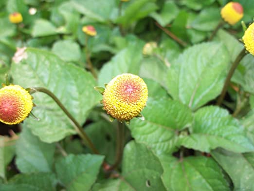 Acmelia oleracea, Spilanthes oleracea