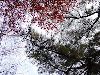くろんど池 秋の紅葉ウォーキング