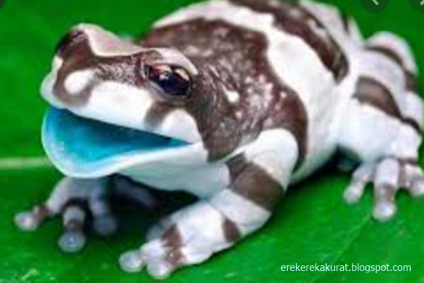 29 Mimpi makan katak togel
