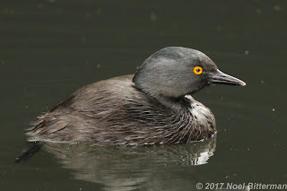 Least Grebe