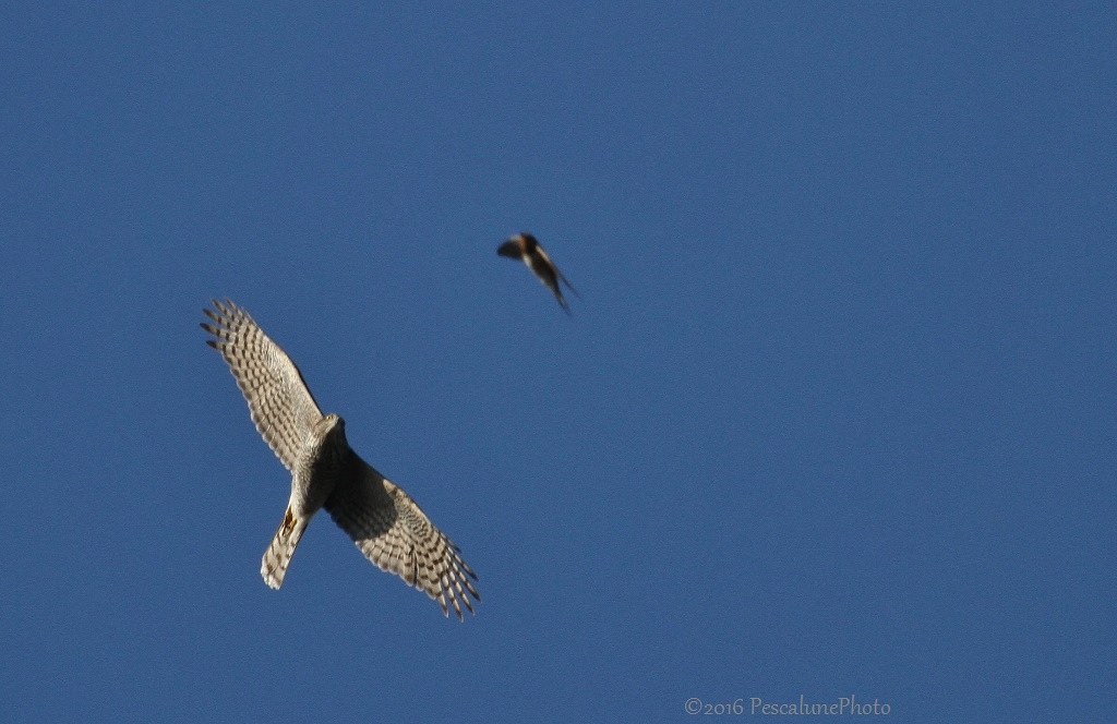 Pescalune Photo Épervier d