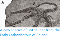 https://sciencythoughts.blogspot.com/2014/12/a-new-species-of-brittle-star-from.html