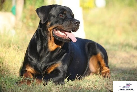 12 Best dog for Indian climate