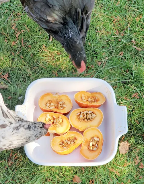 pumpkin treats for chickens