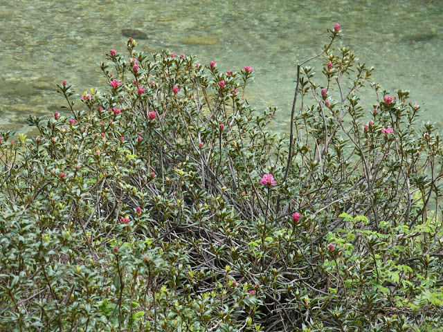 Les rhododendrons sont à peine en fleur, il est vrai que nous sommes encore tôt dans la saison.