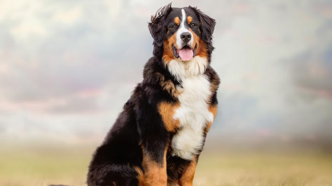 Bouvier Bernois Origine