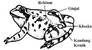 Sistem eksresi pada kodok (hewan amfibi)