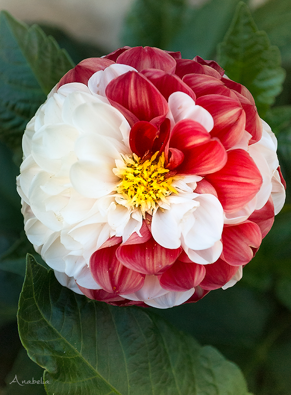 Christmas crochet snowflake motif nr 4