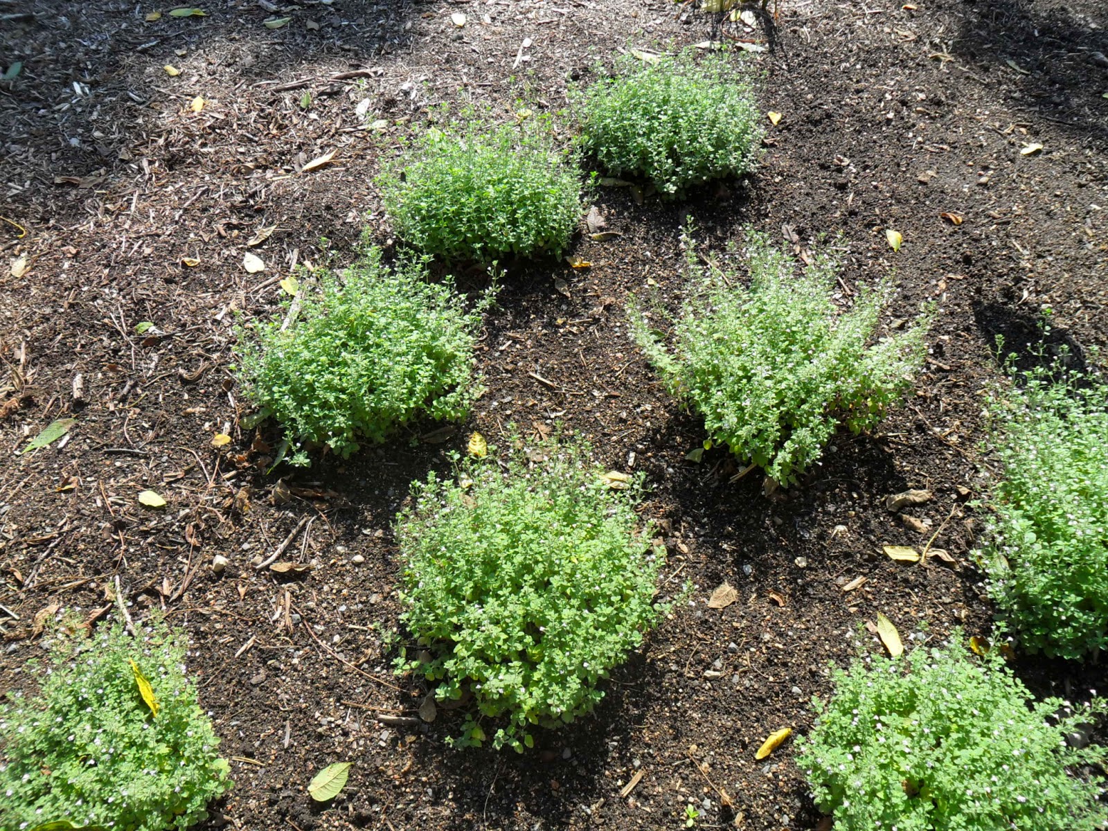 Backyard Patch Herbal Blog Oregano Herb of the Week