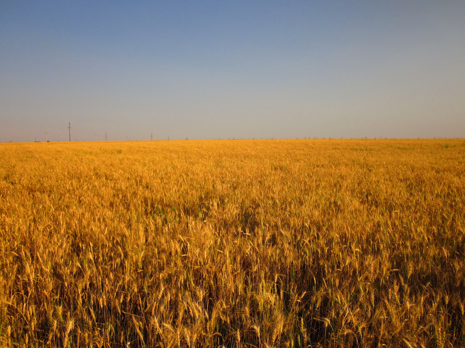 пшеница мягкая. пшеница курьер. море пшеницы предложение. золотая пшеница. спп в евгении онегине.