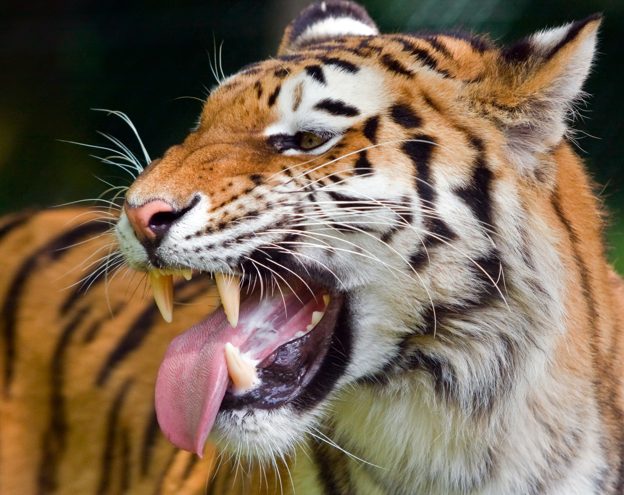 Misteri Arti Mimpi Harimau Lengkap Menurut Psikolog Dan Ahli Tafsir Mimpi Tabir Dakwah Misteri Arti Mimpi Harimau Lengkap Menurut Psikolog Dan Ahli Tafsir Mimpi Tabir Dakwah