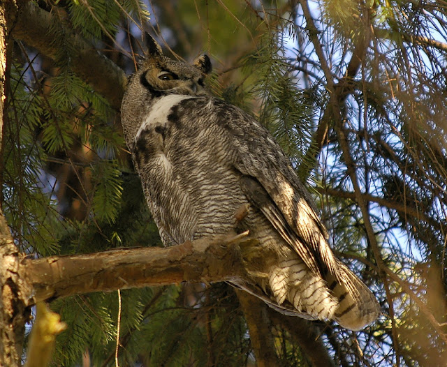 10 Beautiful Photos of Great Horned Owl The Life in The World