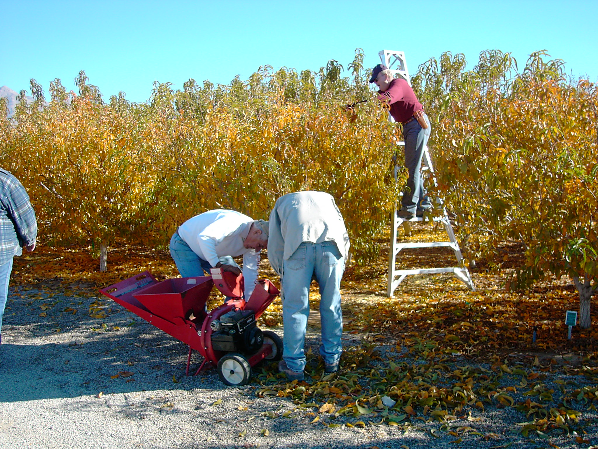 Xtremehorticulture of the Desert Orchard Fruit Tree Pruning When and How?
