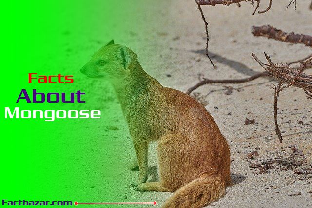 facts about mongoose animal,animal facts,facts about the mongoose,interesting facts about mongoose,snake vs mongoose,animals,amazing facts about mongoose,