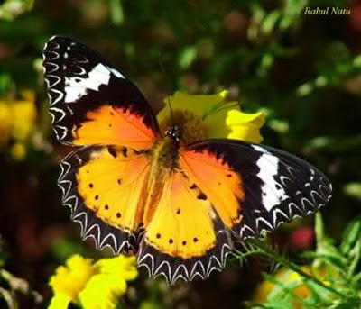 Leopard Lacewing Butterfly