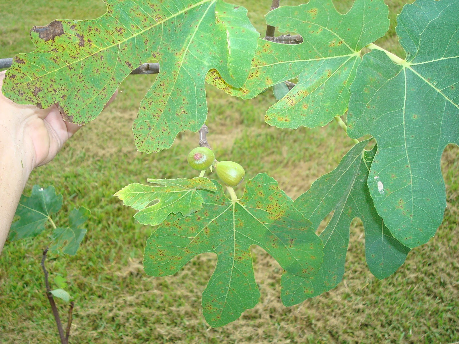 Dan's Cajun Figs The "Italian Black Fig".......another Louisiana
