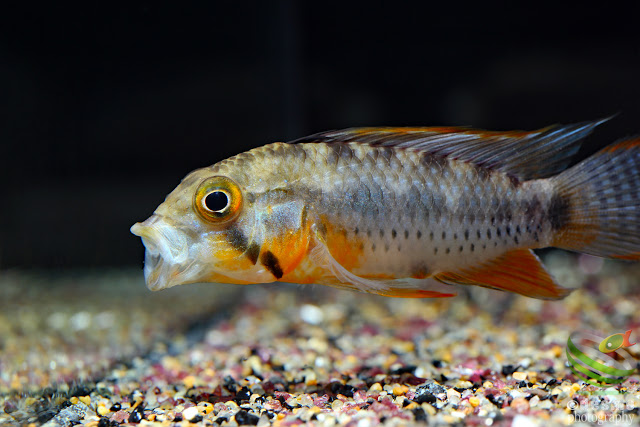 Apistogramma sp. D3 / A. cf. payaminonis