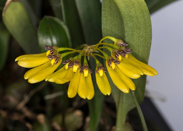 Bulbophyllum tigridum