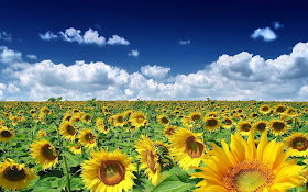 Sunflowers Wallpaper Sunflowers Wallpaper hd