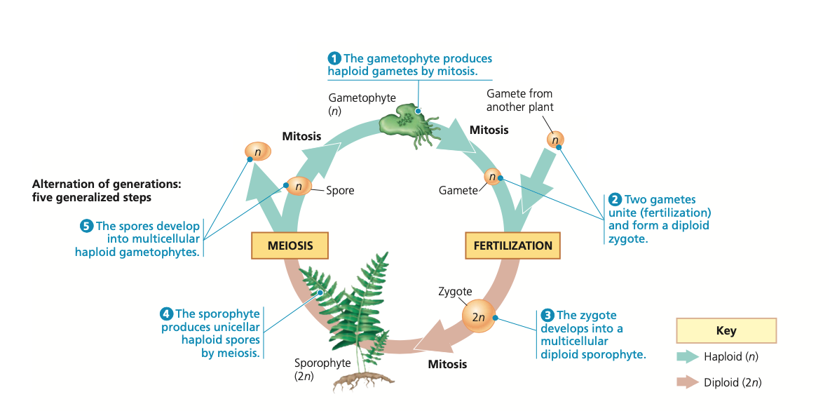 Gymnosperms, Angiosperms, and the life cycle of all Plants