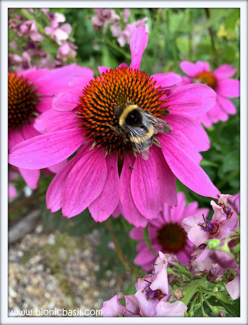 Echinacea at BBHQ @BionicBasil® Beeing Fabulous 1