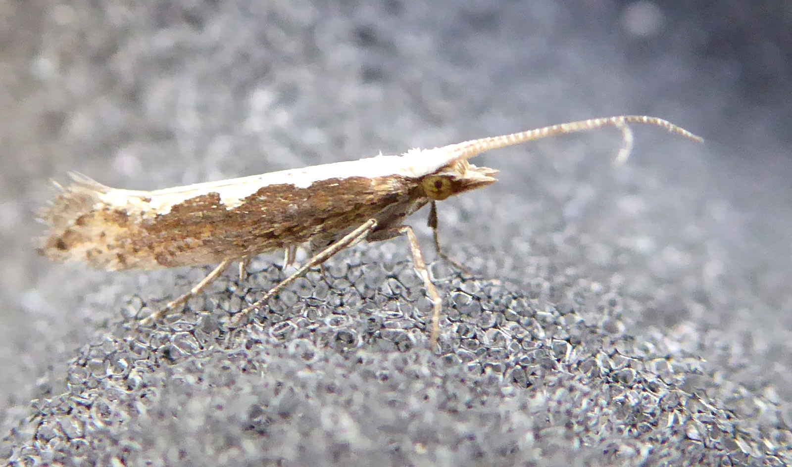 Julia Garner Biblical Diamondback moth influx in Cumbria