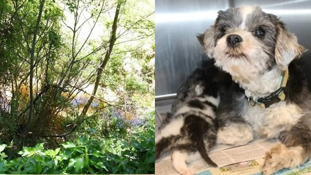 Shih Tzu amamentava Filhote de Gato perdido na Floresta e ao ouvir barulho Late por socorro