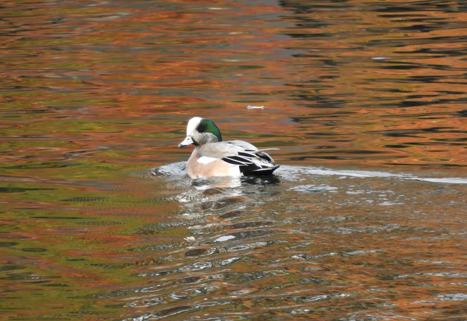 あゆちんの野鳥ブログ２ 深 いカモの話 今日はダブルでフられました